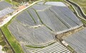 贵溪市：紫山药春种正当时（图）