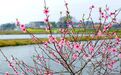 江西分宜：介溪湿地 春色宜人（图）