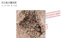 于都靖石乡出现大量红火蚁巢 乡政府回应：已购药，近期发放
