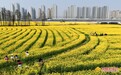 南昌东站千亩油菜花盛放（图）