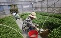 辣椒不种土里种水上？萍乡这波“水上漂”新绝活，全省率先
