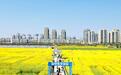 宜春：油菜花开引客来 “春日经济”促振兴
