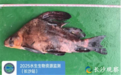 时间过半，长沙“十年禁渔”成效如何？
