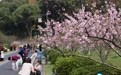九江南山公园：桃红柳绿春满园（图）