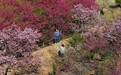 江西宁都：春日乡村美 樱花引客来（图）