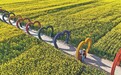 余干县：千亩油菜花引客来（图）