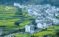 江西婺源：油菜花扮靓美丽乡村（图）
