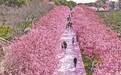 南昌县：樱花盛放 徜徉花海（图）