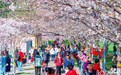 石家庄：“樱花长廊”景醉人