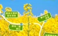 邢台沙河：万亩油菜花已开，醉美春光等你来