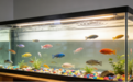宠智灵水族AI大模型：面向水族设备厂商的AI能力底座