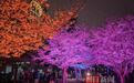 繁花与灯火相辉映 西北湖夜樱盛放迎客