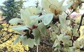临沂：春分时节春花烂漫