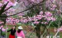 含浦80亩樱花林盛放 邂逅别样春日浪漫