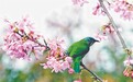 分宜县：春上枝头鸟衔香（图）