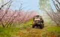 抢抓农时管护忙，新余渝水果农为千亩桃园“杀菌除害”