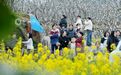 江西广丰：千树万树梨花开 吸引八方游客来（图）