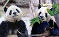 手慢无！2026太阳岛大熊猫馆年度卡火爆抢购中