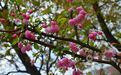 永新县：一帘春雨醉花荫（图）