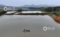 江西分宜：“水上春耕”种菱角（图）