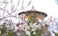 甘肃陇西：粉白漫枝头　龙宫花事浓