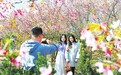 宁都县：百株樱花绽放美不胜收（图）