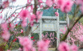 庐山市：桃花盛放醉春色（图）