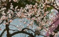 临沂：雕塑公园梅花盛开