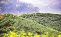 九江：春日茶山绿意浓（图）