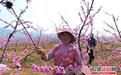 梨白桃红映沂蒙 春日赏花正当时