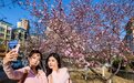 张家口市区清水河畔：山城桃花开