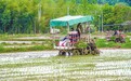 定南县：机械插秧助力春耕（图）