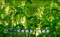 现代科技重新定义千年药乡价值　甘肃陇西产业链蝶变