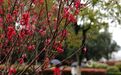 江西分宜：碧桃花开春色美（图）