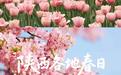 超全！陕西各地春日花海赴约指南