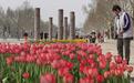 保定：7万余株郁金香点“靓”植物园，春花艺术展举办多彩活动