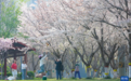 石家庄市石津灌渠文化公园：春色如许 莫负花期