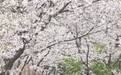 江西省林科院迎来樱花盛花期（图）