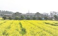 贵溪市：油菜花开满目金 乡村旅游春意浓（图）