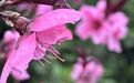 桃花映长街 春意满泉城