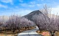 鸣沙山下千亩杏花次第开　敦煌春日入画来