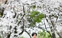 南昌：千株樱花盛放 市民打卡春日浪漫（图）