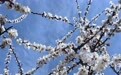 清明“陇上杏花第一村”等你解锁