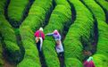 春天就要“趣”茶山！