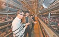 赣县区：蛋鸡“司令” 点绿成金（图）