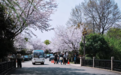 清明踏青正当时 萧山3条宝藏路线 带你“驿”路生花