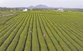金溪县：抢采“雨前茶”（图）