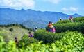 江西铜鼓：茶产业 助增收（图）