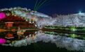 春夜限定！长沙夜樱迎来最佳观赏期
