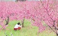 郏县：三苏园周边千亩桃花醉游人